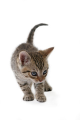 Fototapeta premium striped kitten (5 weeks) standing on a floor