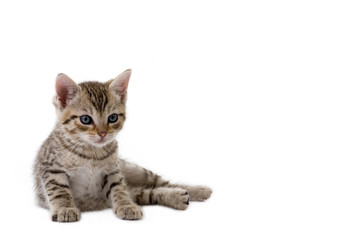 striped kitten (5 weeks) lying down
