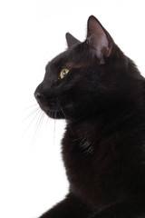 black cat portrait, isolated 