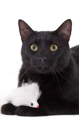 Obraz premium Black cat & White mouse