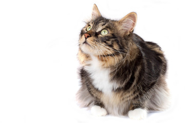 Striped cat on a white background. Isolated