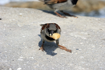 little sparrow with piece of food in beak