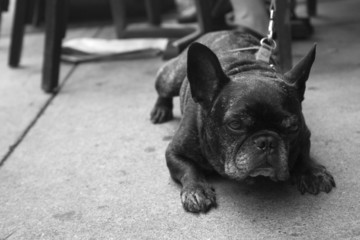 Dog on a Leash