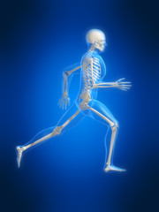 anatomie eines laufenden skeletts