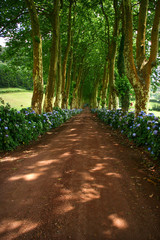 Fototapeta na wymiar path with tree on two side in azores