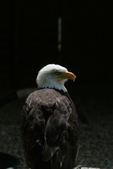 bald eagle 2