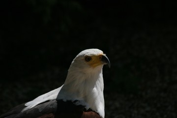 african fishing eagle