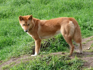 golden dingo