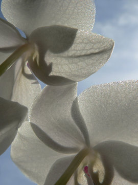 orchidaceae