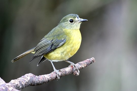 Yellow Thrush Bird On Branch