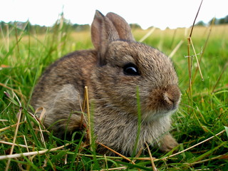 Rabbit 2