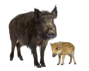 Fotobehang wild boar and her piglet in front of a white background © Eric Isselée