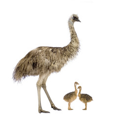 Emu et ses poussins devant un fond blanc