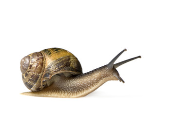 Garden snail in front of a white background