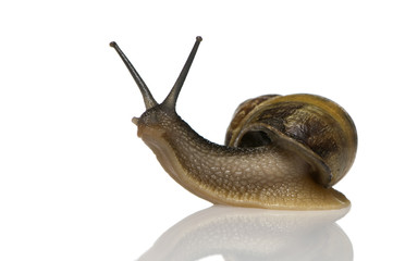 Garden snail in front of a white background