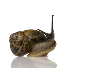 Garden snail in front of a white background