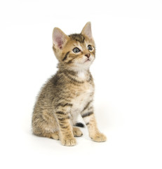 Tabby kitten sitting