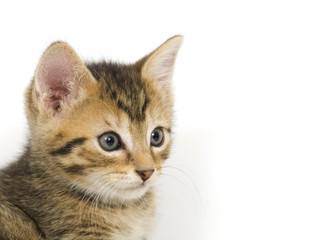 Obraz na płótnie Canvas kitten portrait