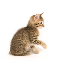 tabby kitten playing