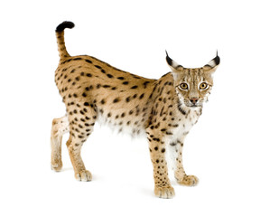 Lynx in front of a white background