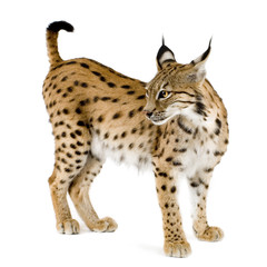 Obraz premium Lynx in front of a white background
