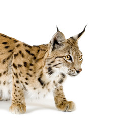 Lynx in front of a white background