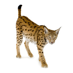Lynx in front of a white background