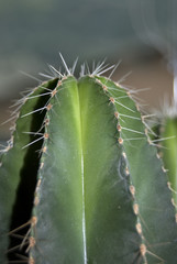 capctus; spine; verde; flora; deserti; pianta grassa;