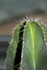 capctus; spine; verde; flora; deserti; pianta grassa;