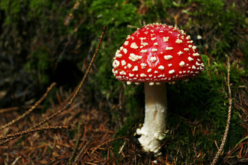 champignon amanite