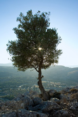 Olive tree in backlight, mount Tsampika, Rhodes