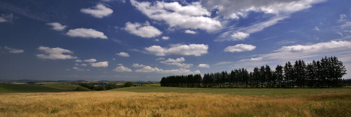 Fototapeta premium les arbres et le ciel