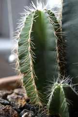 capctus; spine; verde; flora; deserti; pianta grassa;