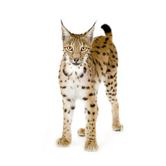 Fototapeta premium Lynx in front of a white background