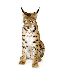 Lynx in front of a white background