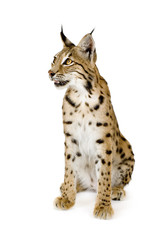 Lynx in front of a white background
