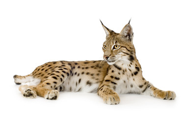 Lynx in front of a white background