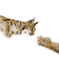 Lynx and her cub in front of a white background