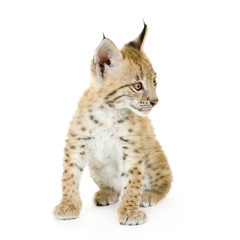 Lynx cub in front of a white background