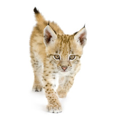 Lynx cub in front of a white background