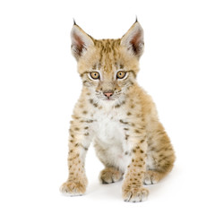Naklejka premium Lynx cub in front of a white background