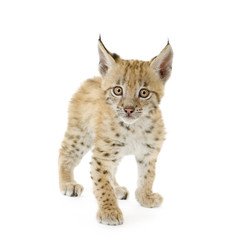 Fototapeta premium Lynx cub in front of a white background