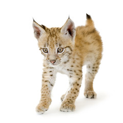 Lynx cub in front of a white background