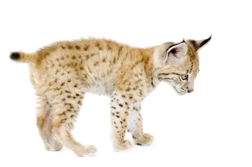 Fotobehang Lynx cub in front of a white background © Eric Isselée