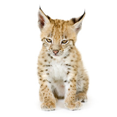 Fototapeta premium Lynx cub in front of a white background
