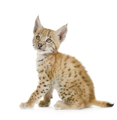 Lynx cub in front of a white background