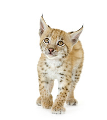 Naklejka premium Lynx cub in front of a white background