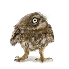 young owl in front of a white background