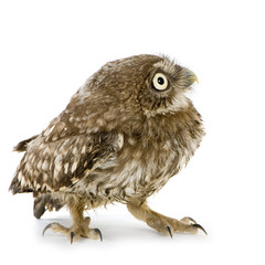 young owl in front of a white background