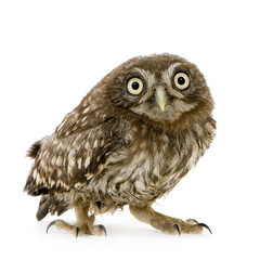 young owl in front of a white background